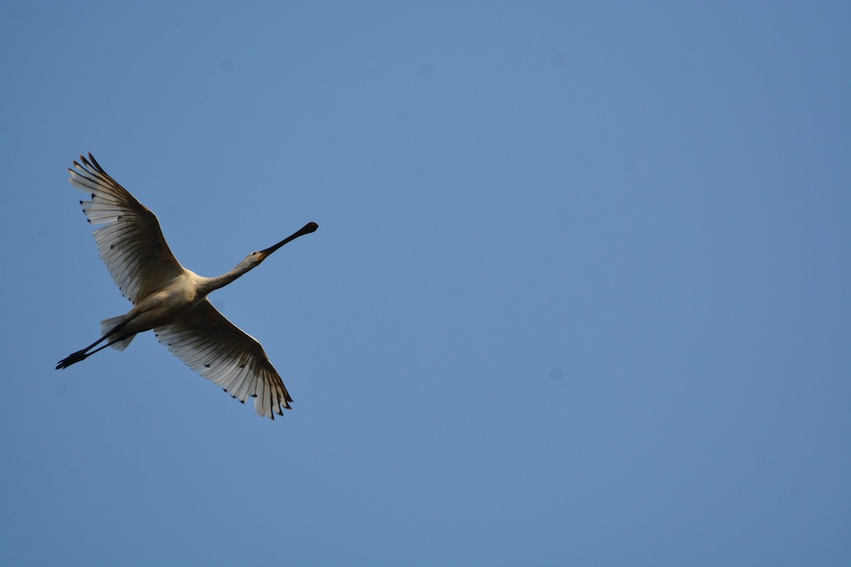 Eurasian Spoonbill - ML52031541