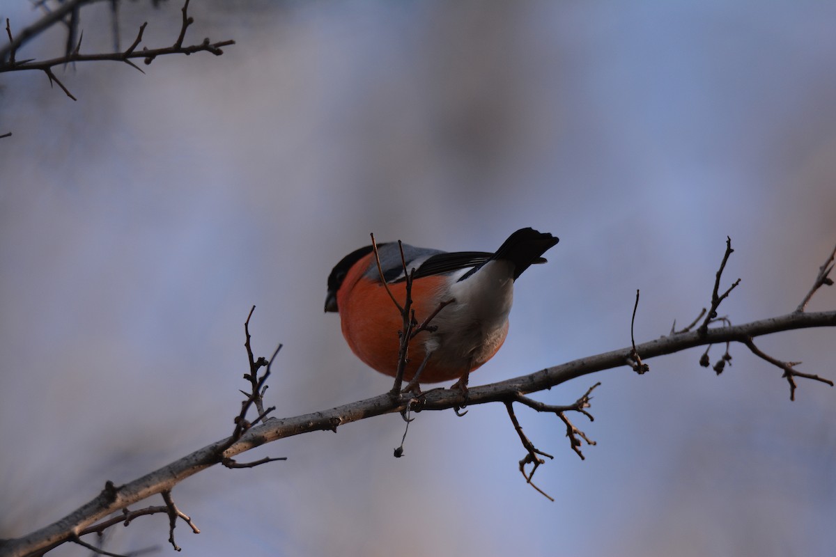 Eurasian Bullfinch - ML520316791