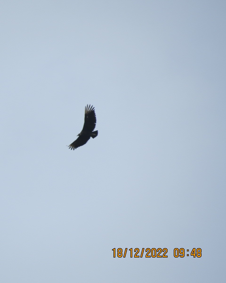 Urubu noir - ML520316871