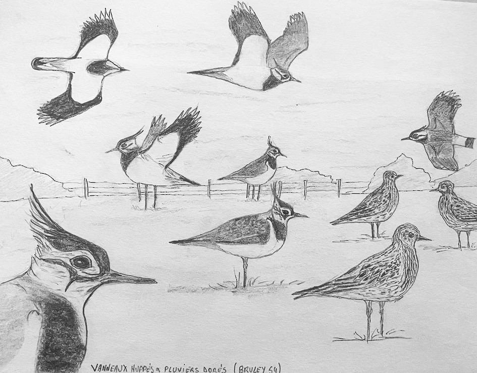 European Golden-Plover - ML520316951