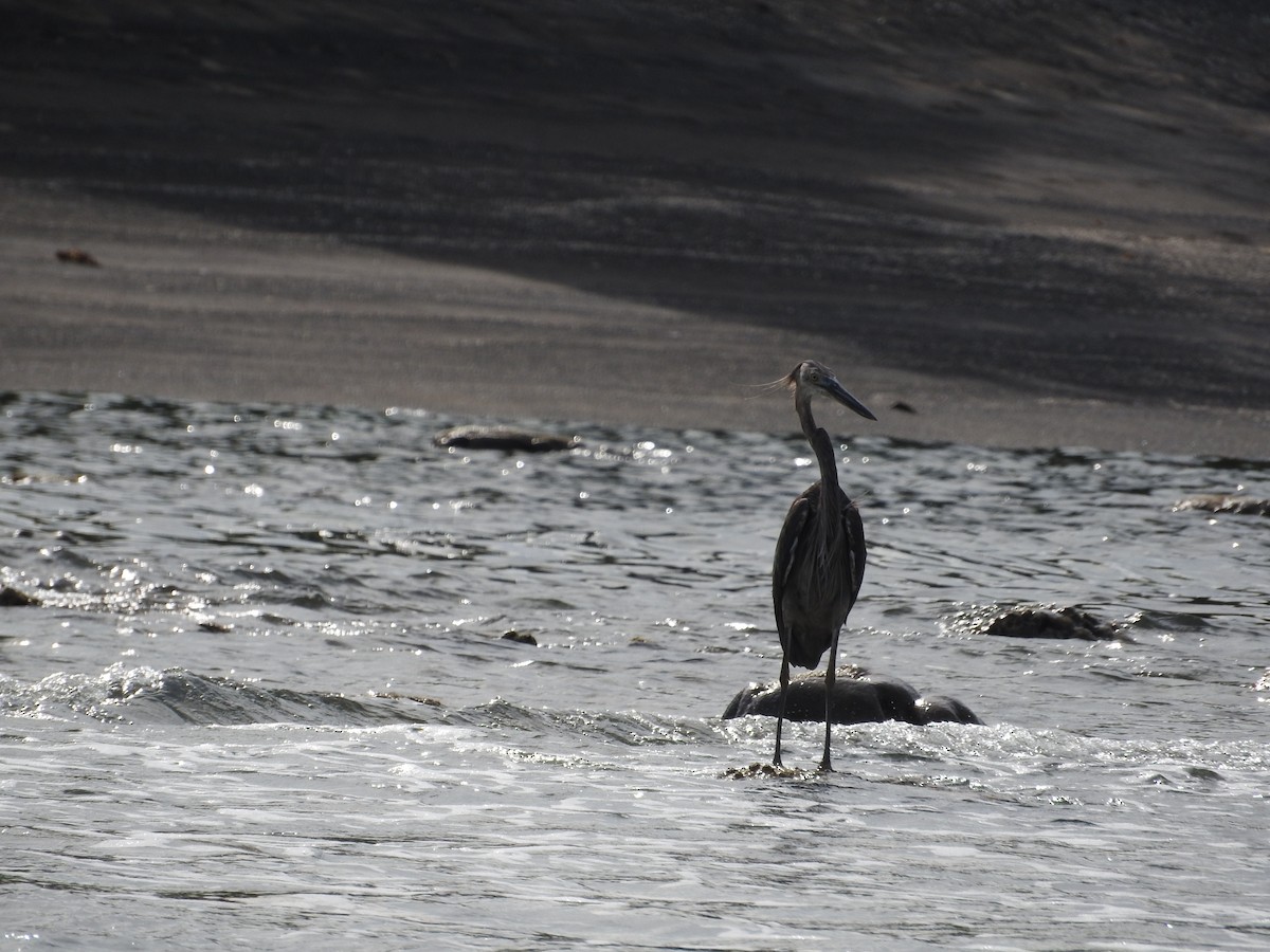 Great-billed Heron - ML52031811