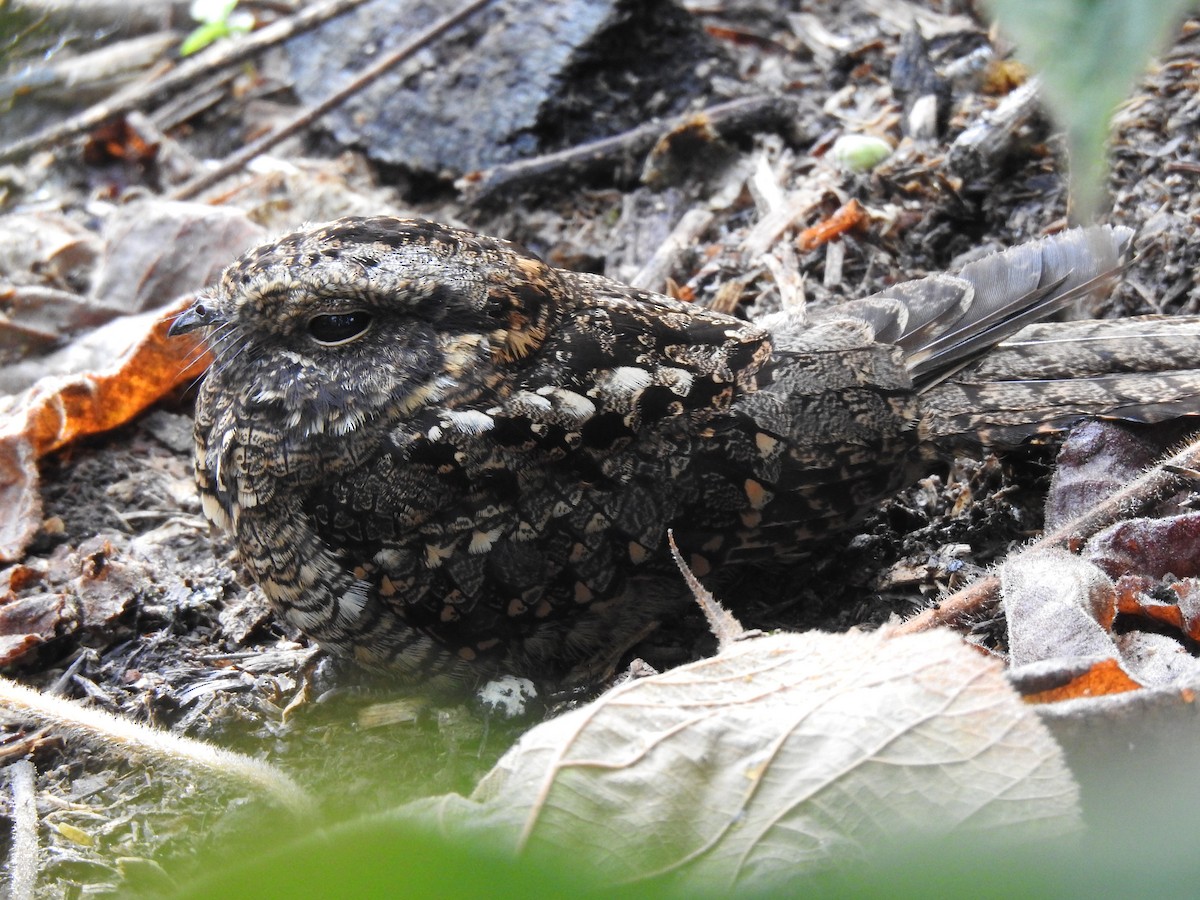 Montane Nightjar (Rwenzori) - ML520318241