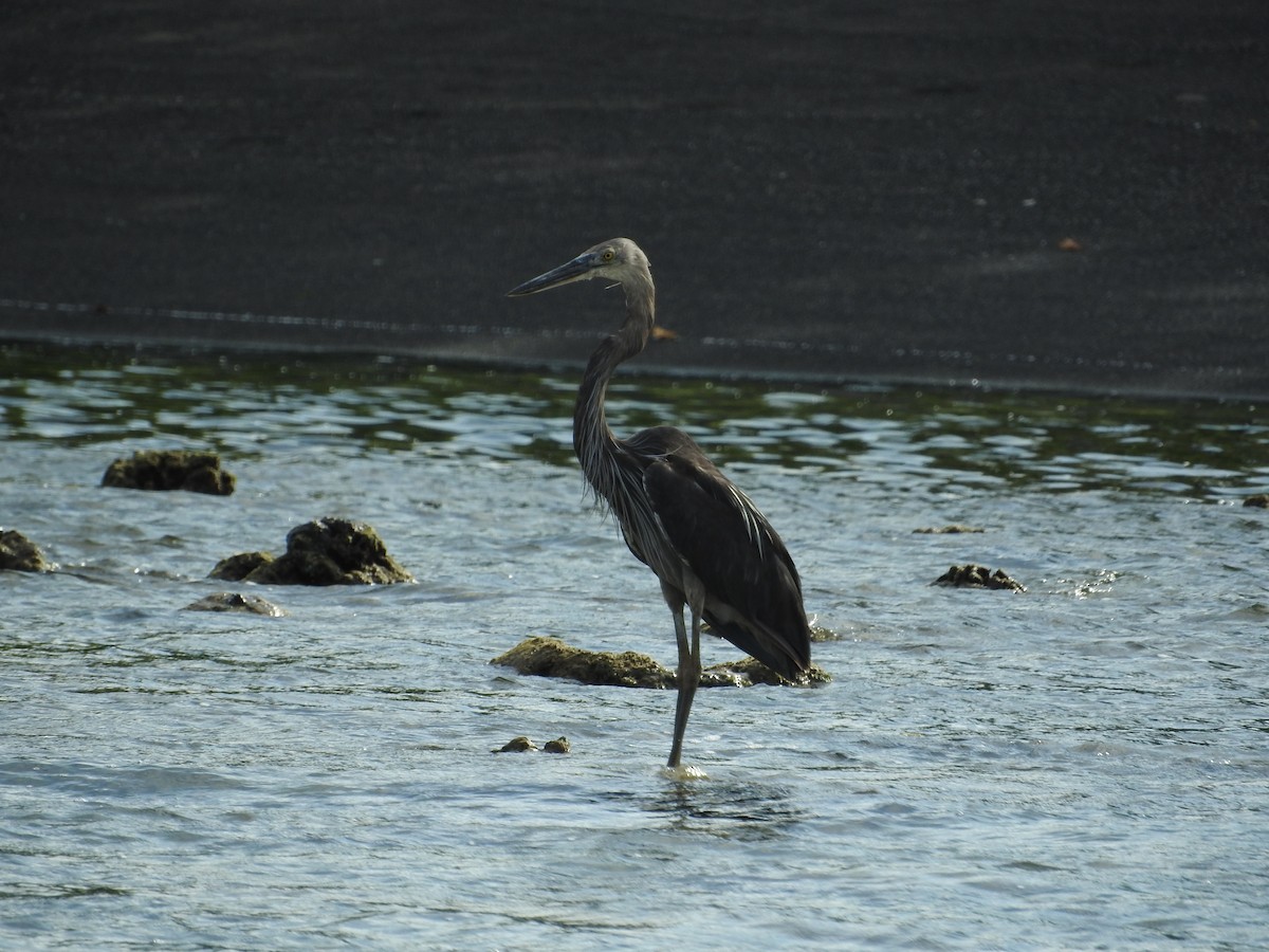 Great-billed Heron - ML52031841