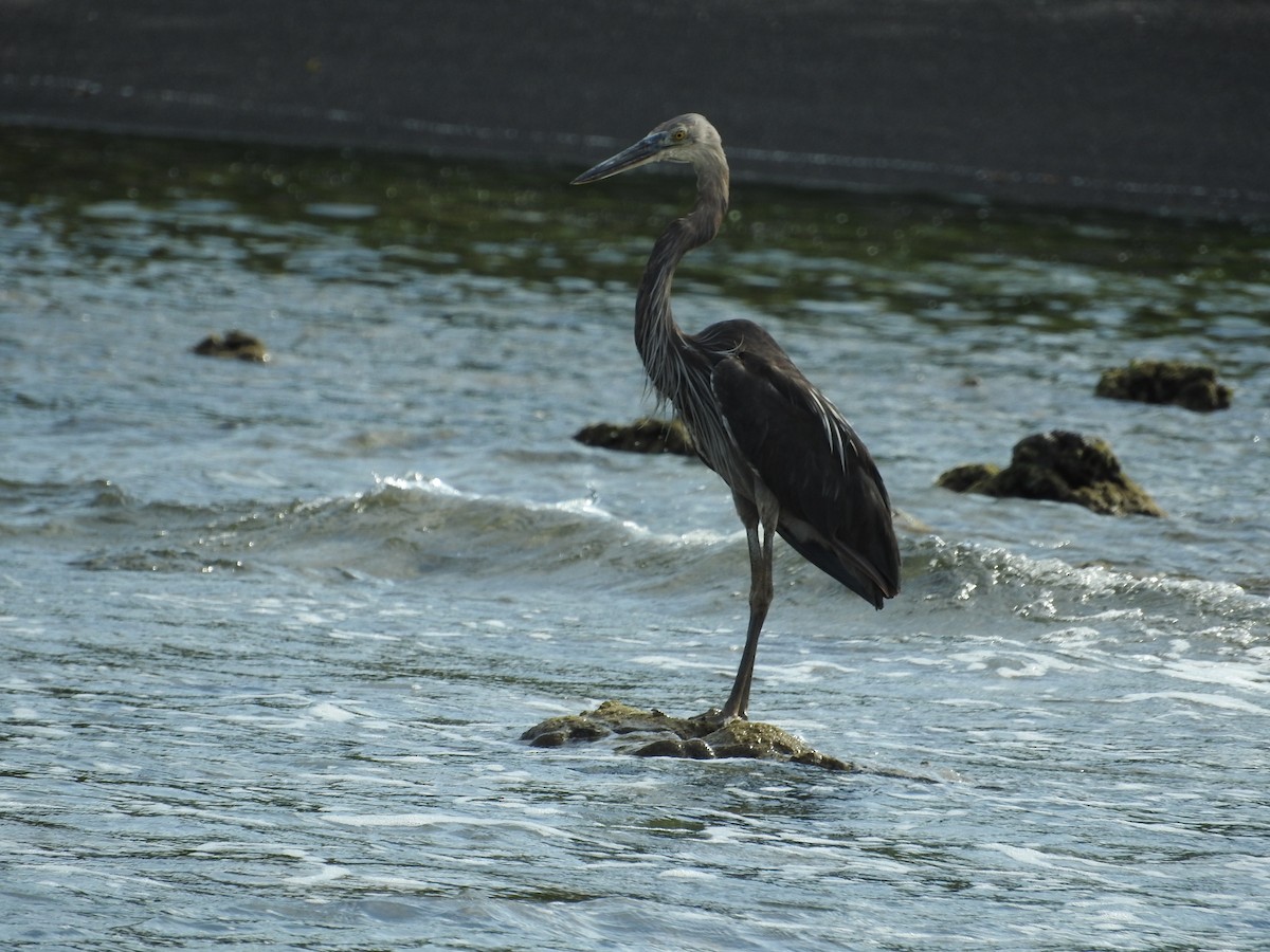 Great-billed Heron - ML52031861