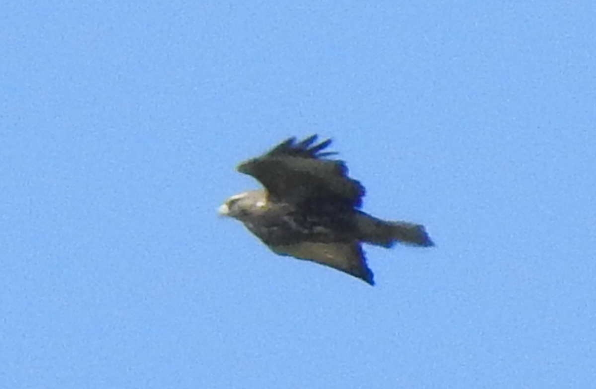 Mountain Buzzard - ML520318631