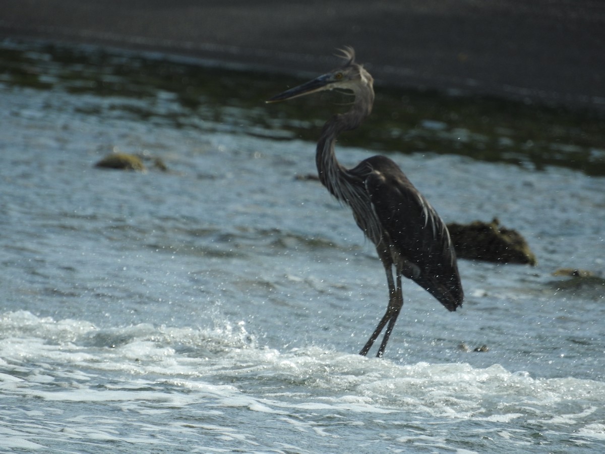 Great-billed Heron - ML52031871