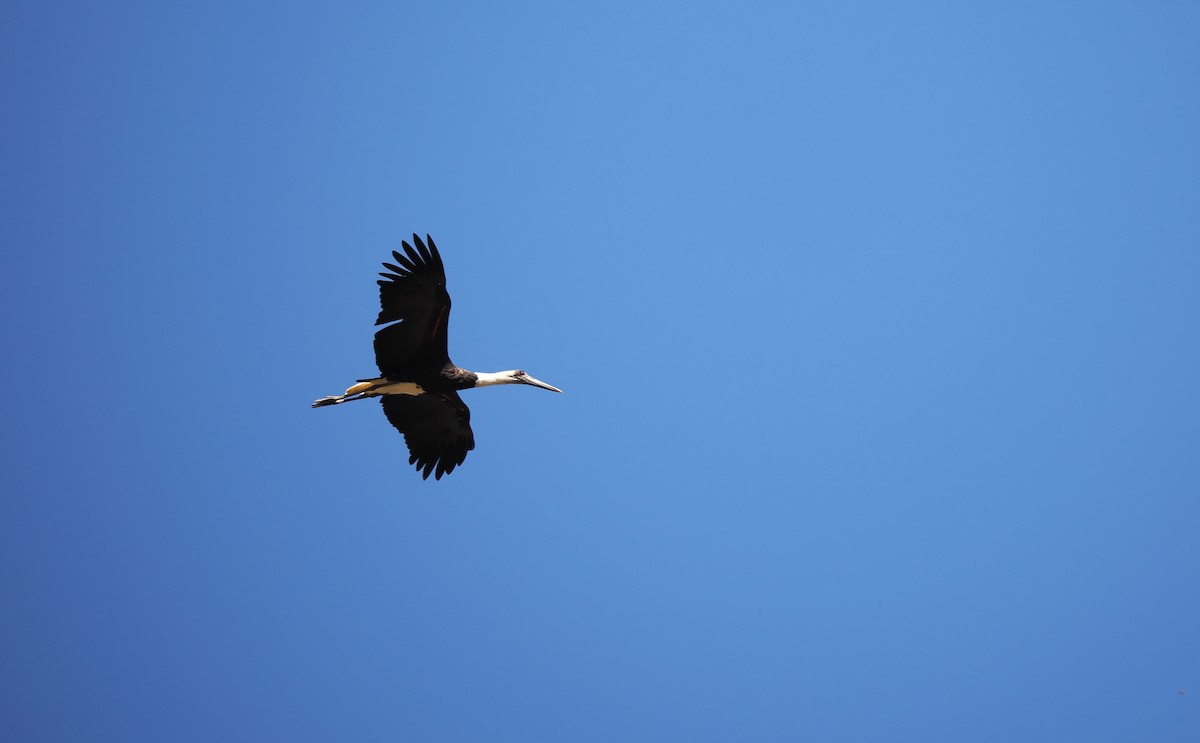 African Woolly-necked Stork - Josep del Hoyo