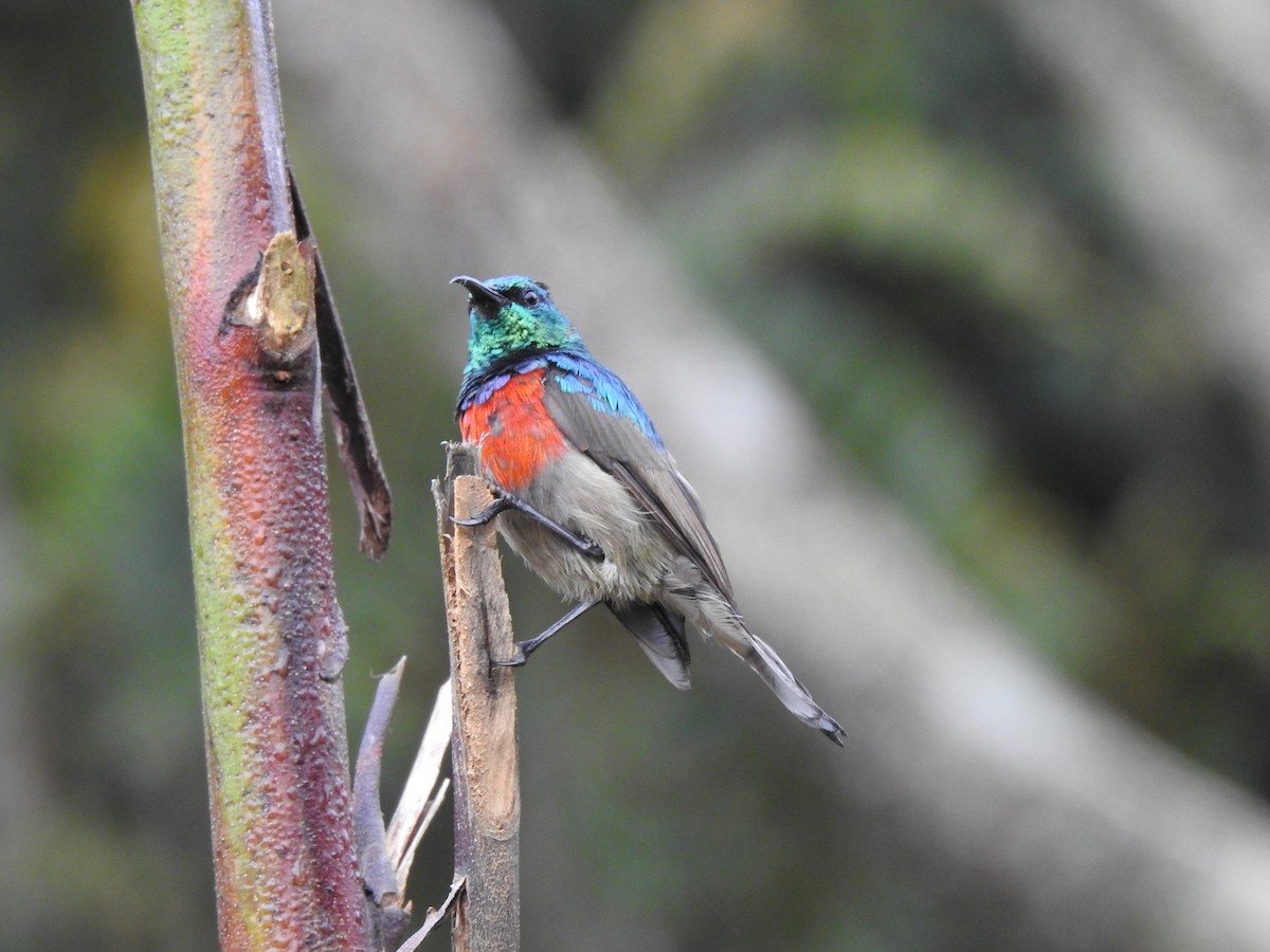 Stuhlmann's Sunbird - ML520318981