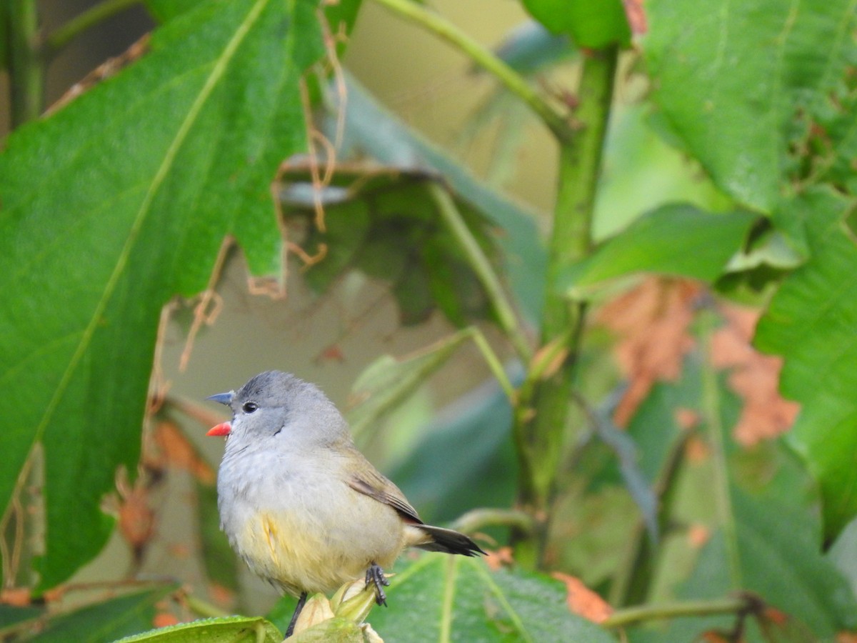 Yellow-bellied Waxbill - ML520319421