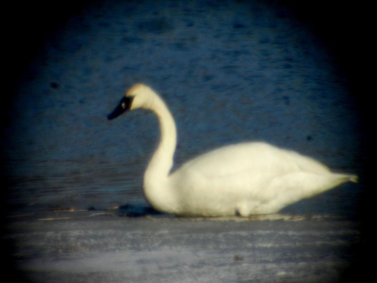 Trumpeter Swan - Kenneth Copenhaver