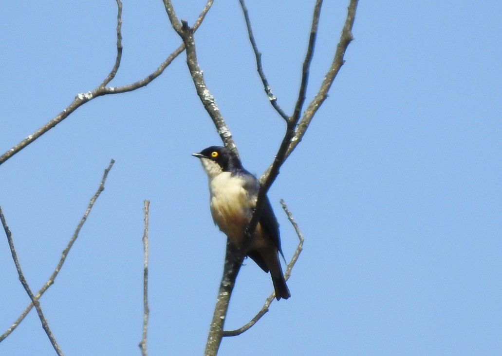 Sharpe's Starling - ML520320191