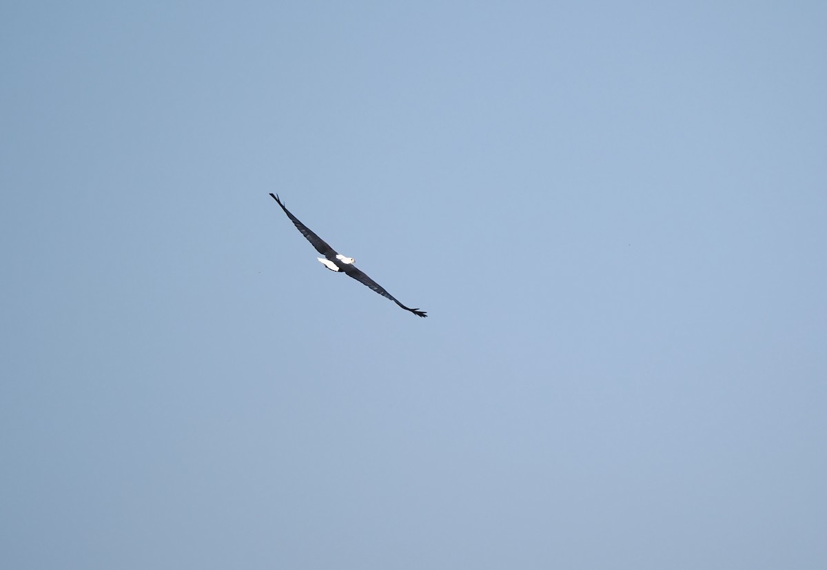 African Fish-Eagle - ML520320241