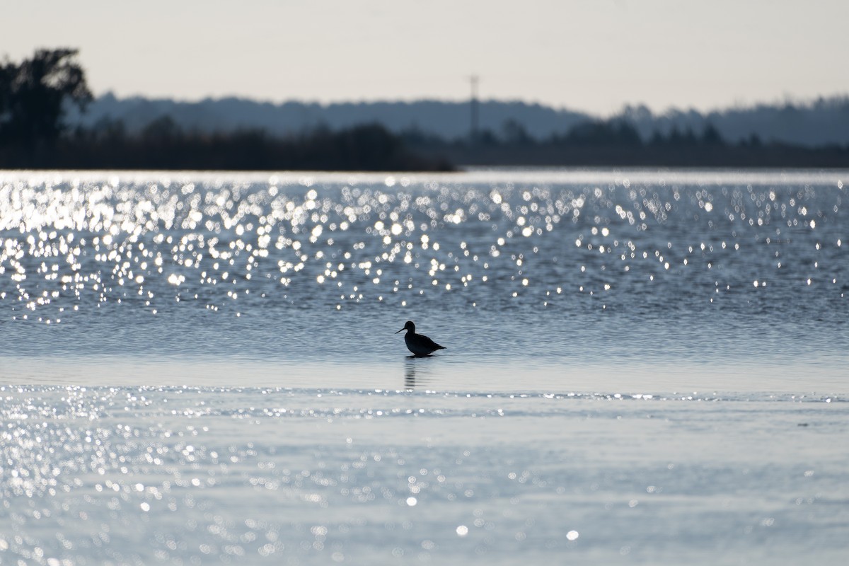 Greater Yellowlegs - Marshall Mumford