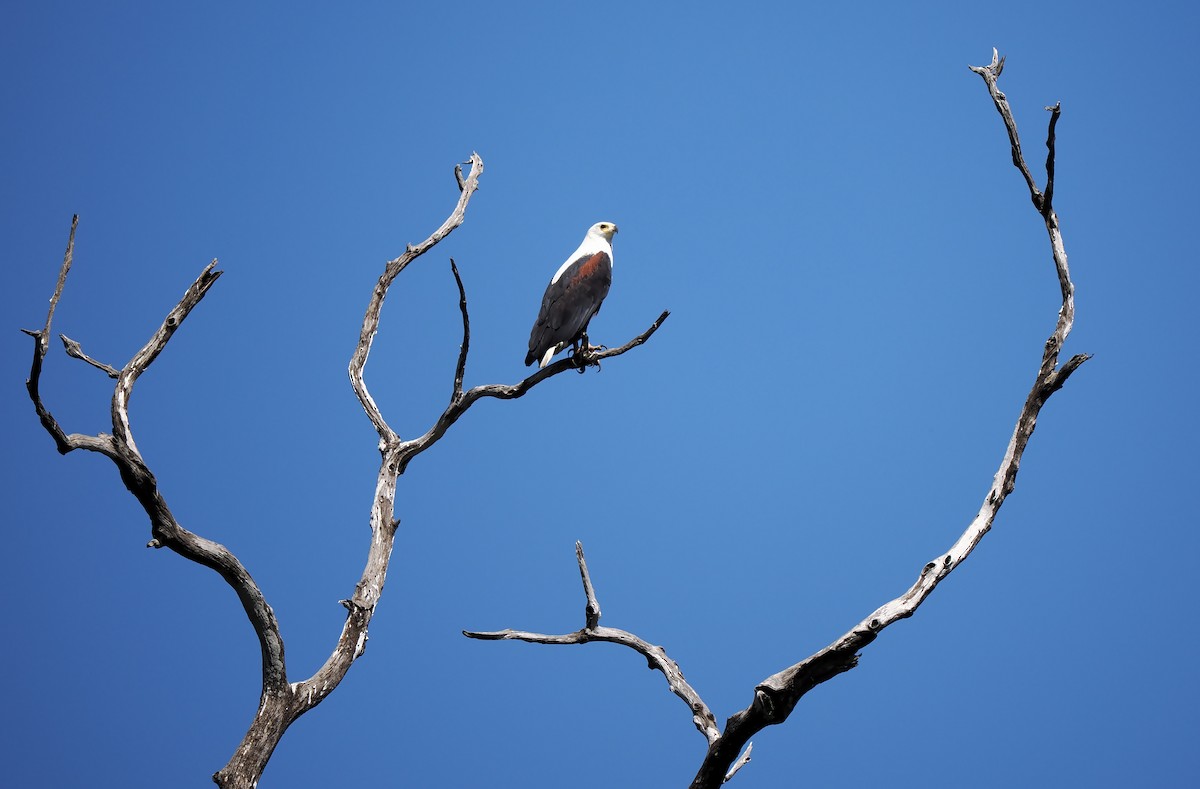 African Fish-Eagle - ML520320641