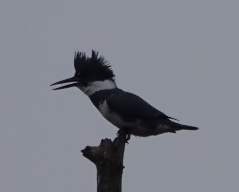 Belted Kingfisher - ML520320701