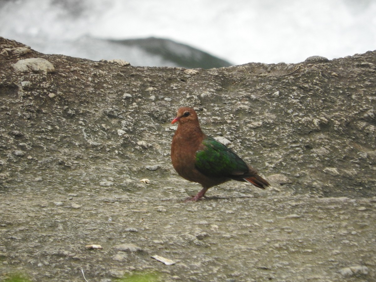 holub zelenokřídlý - ML52032181