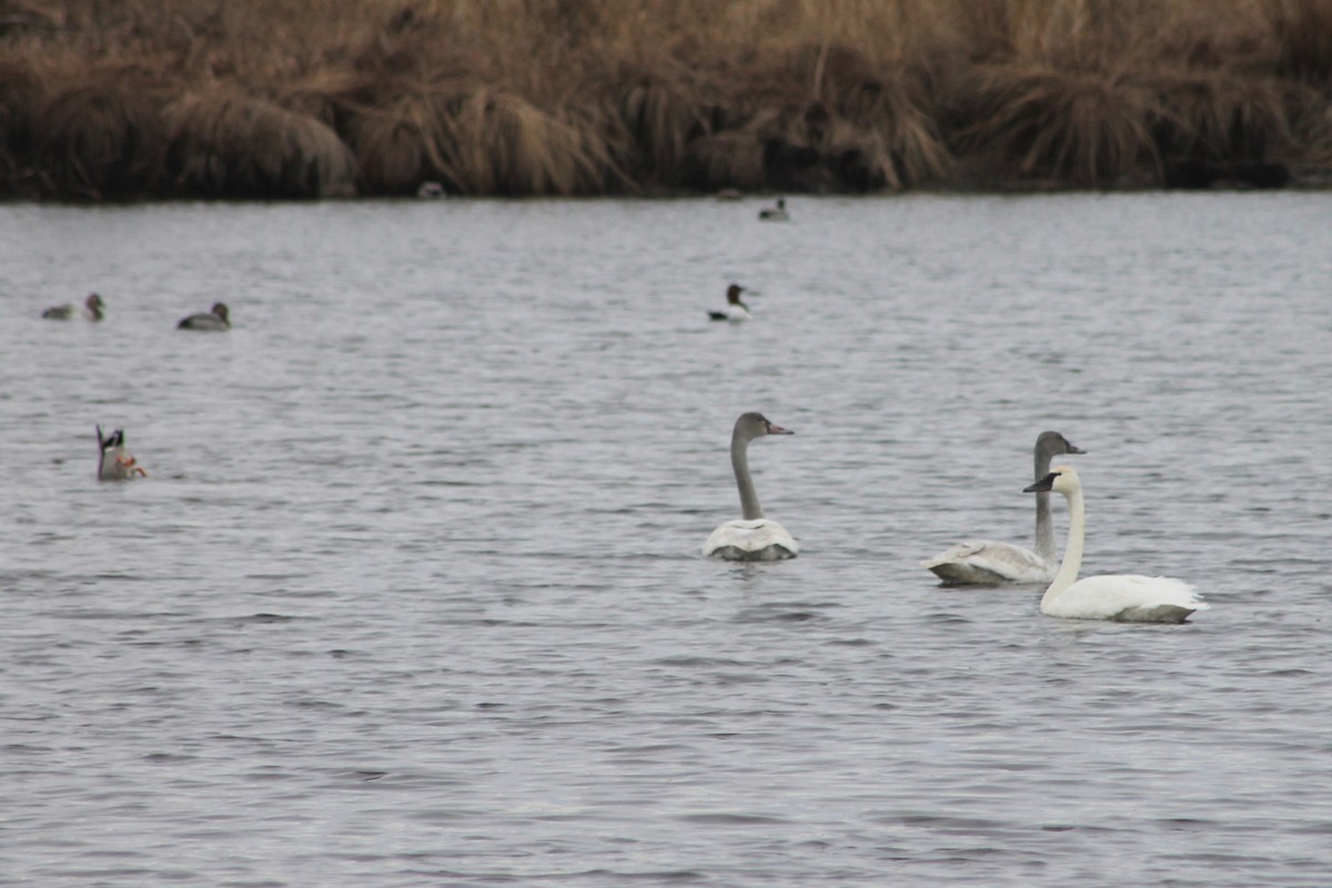 Cygne siffleur - ML520322411