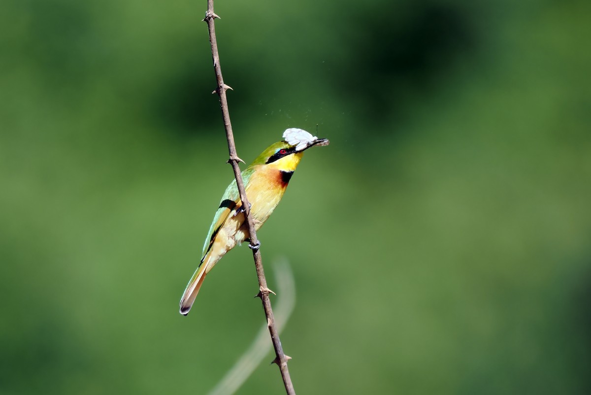 Little Bee-eater - ML520322551