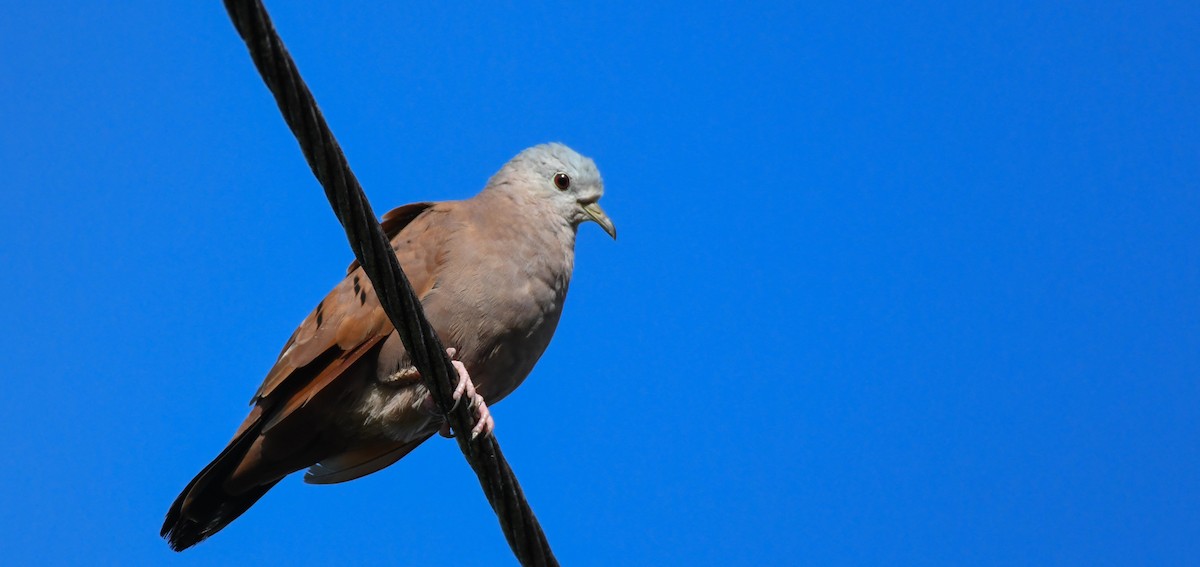 Ruddy Ground Dove - ML520323291