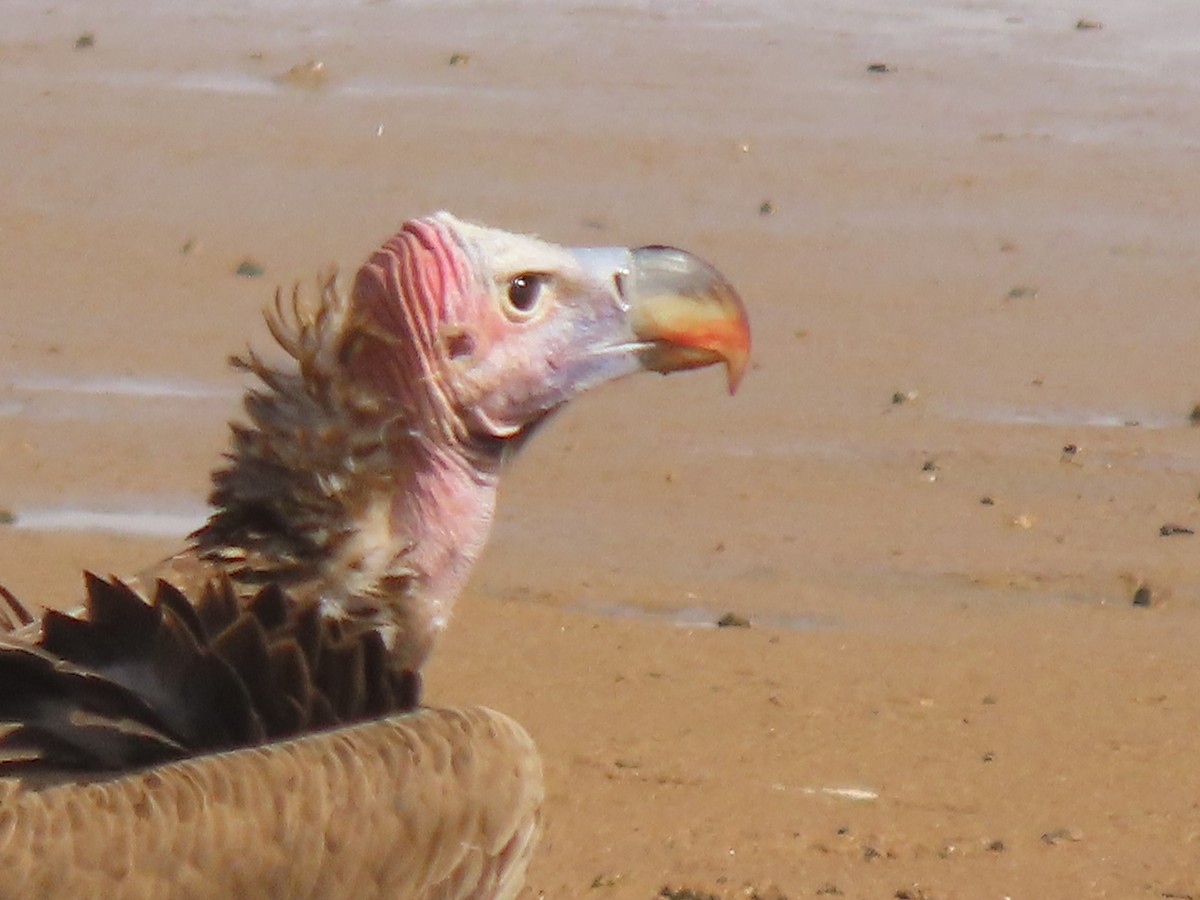 Lappet-faced Vulture - ML520323791