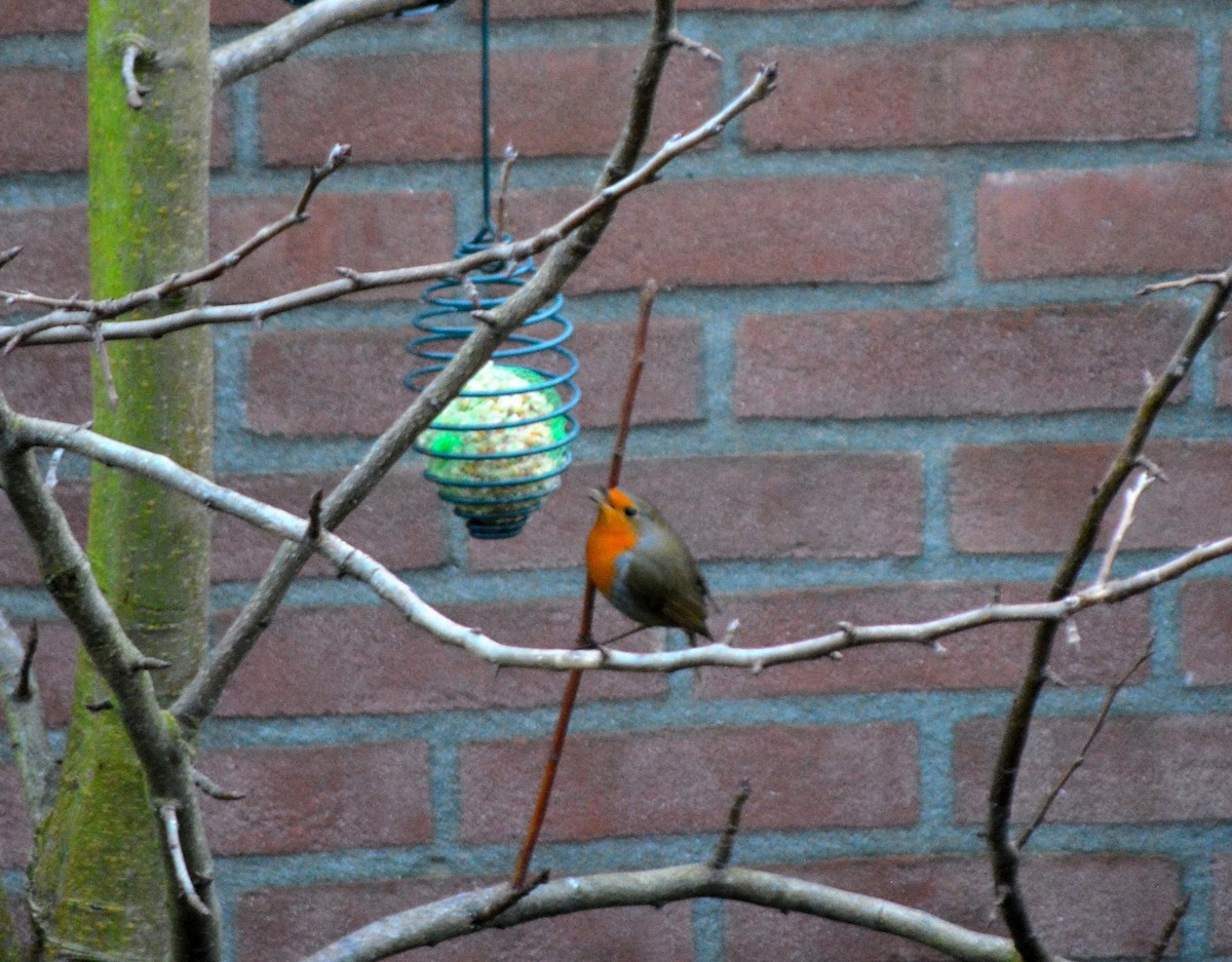 European Robin - ML520323851