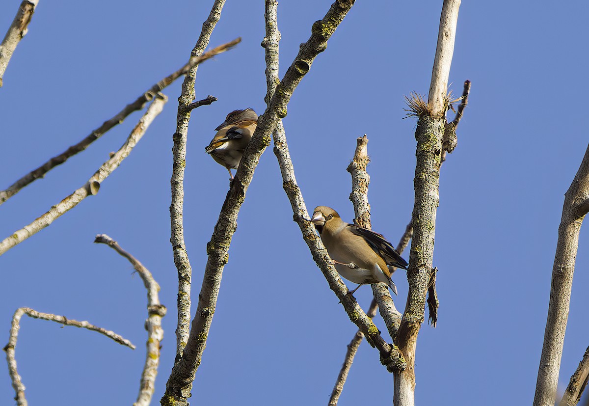 Hawfinch - ML520324291