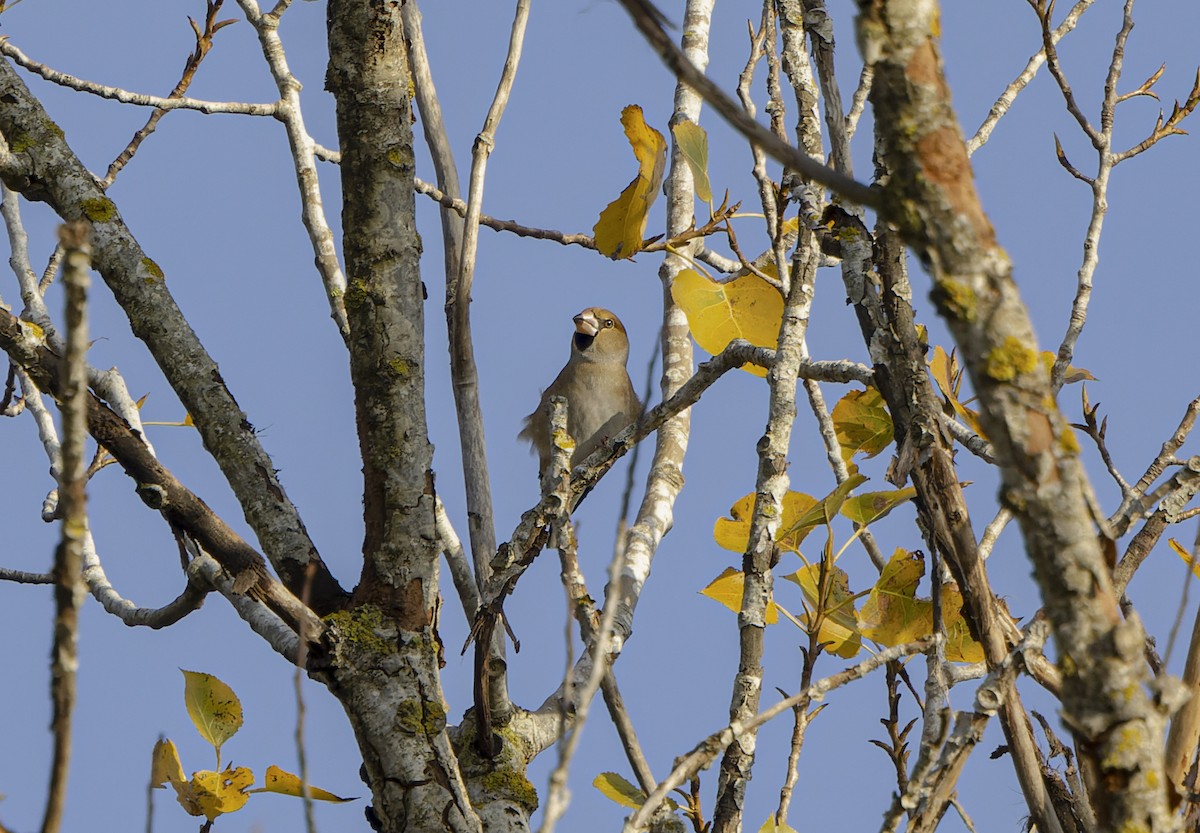 Hawfinch - ML520324311