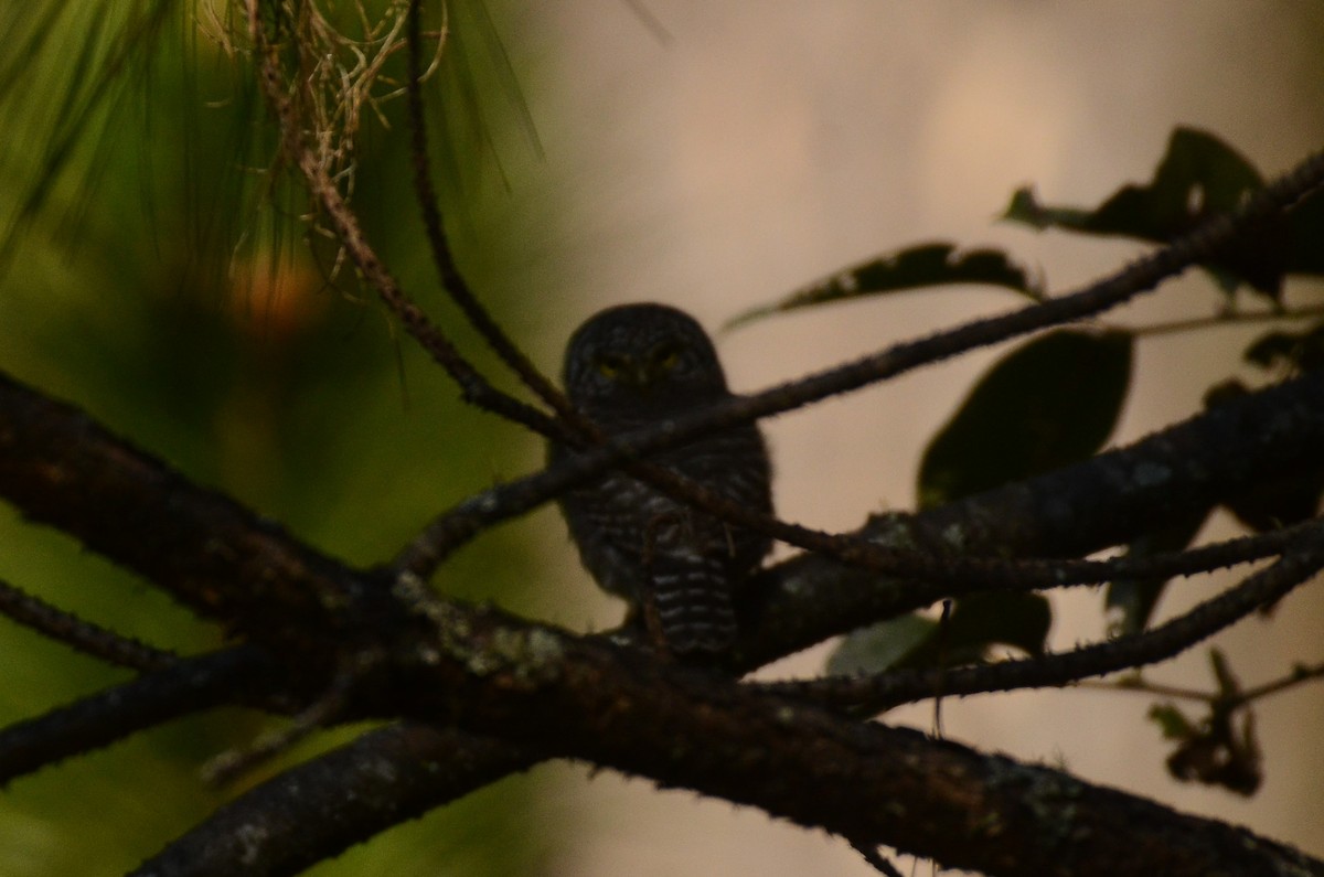 Collared Owlet - ML520324611