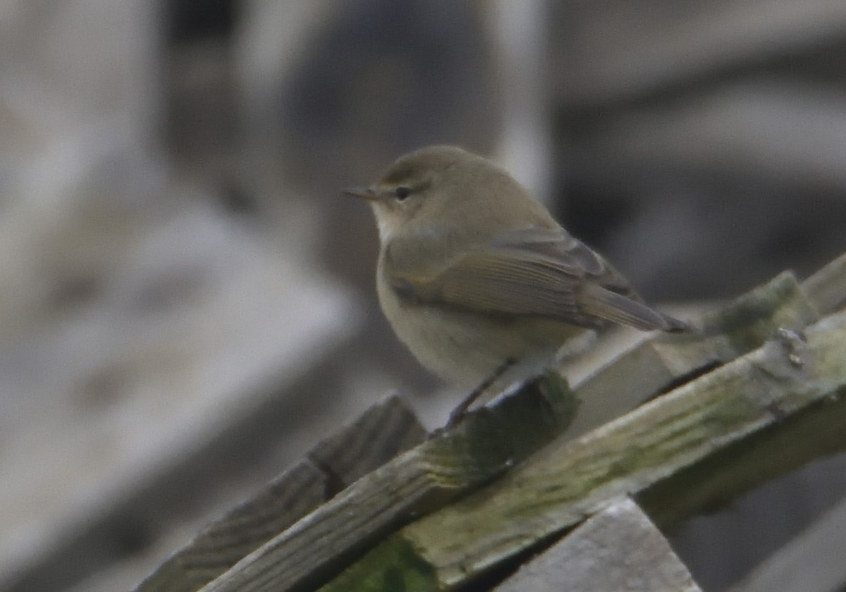 Common Chiffchaff - Mu Sano