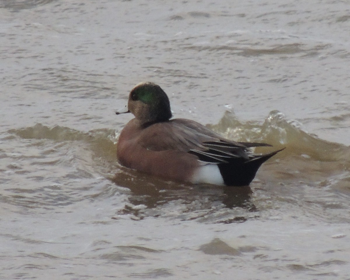 Canard d'Amérique - ML520325401