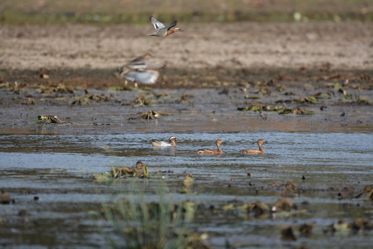 Garganey - Mohandas Giriyappa