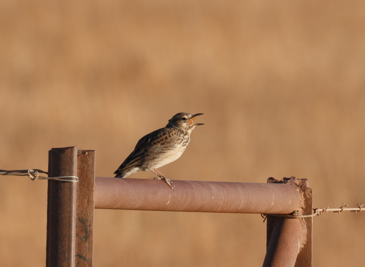 Large-billed Lark - ML52032641