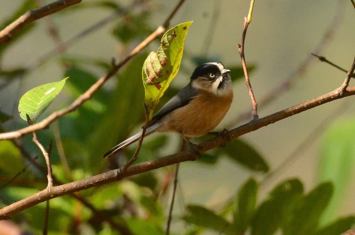 Black-browed Tit - ML520326871