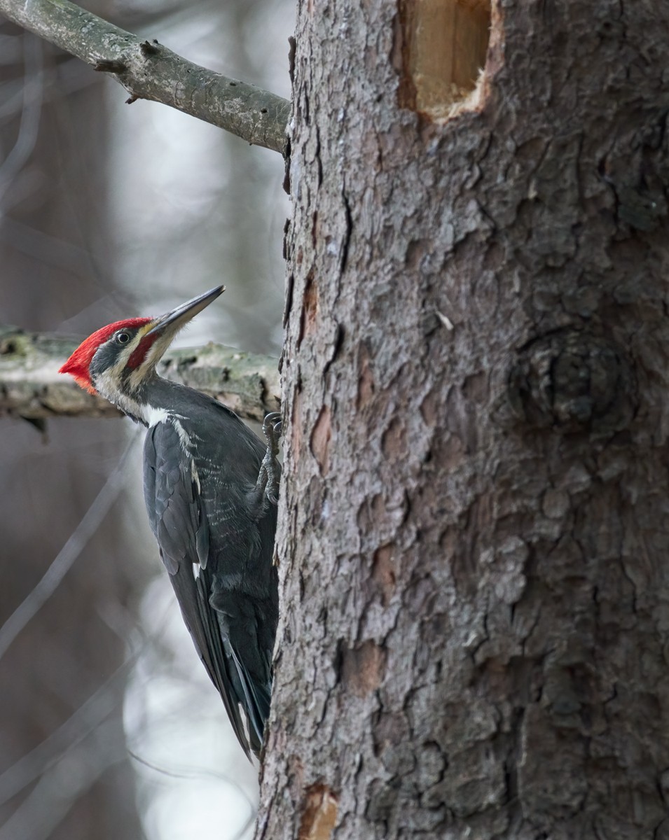 Pileated Woodpecker - Jacques St-Jean