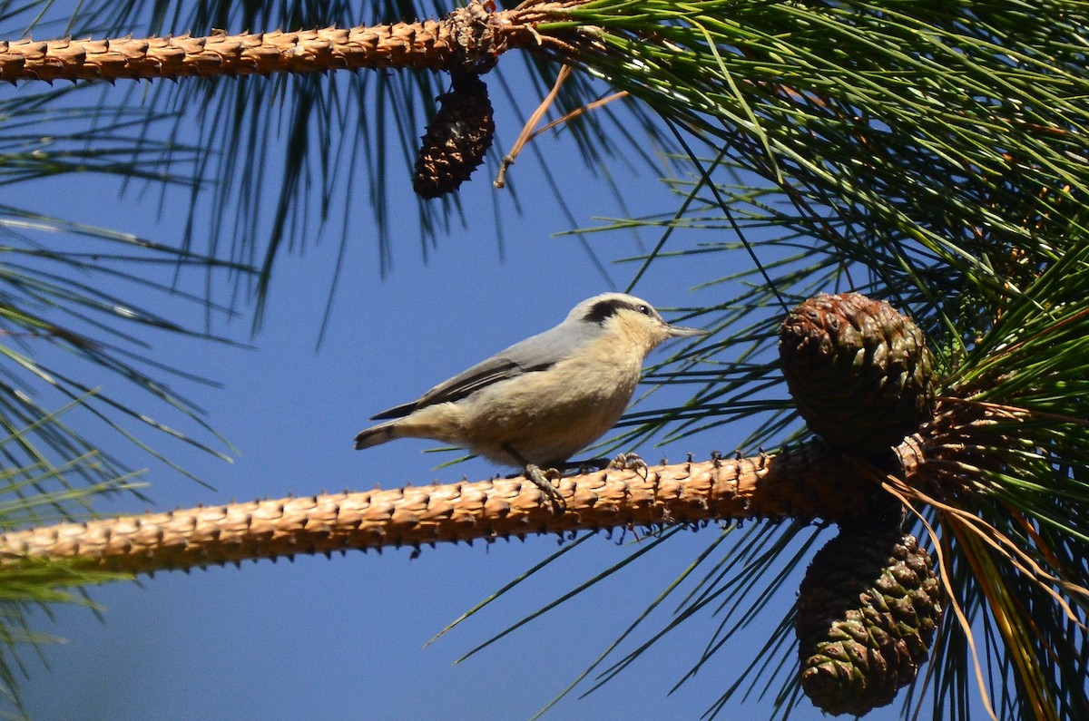 Yunnan Nuthatch - ML520327731