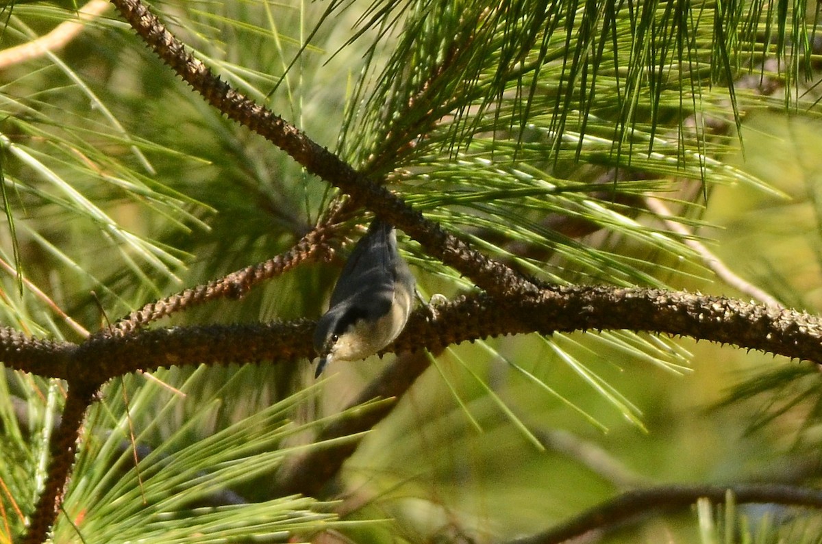 Yunnan Nuthatch - ML520327741