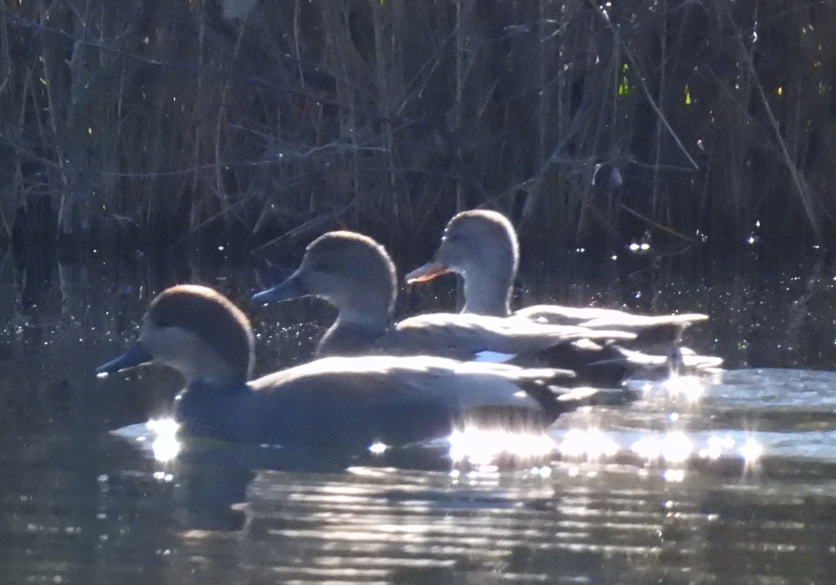 Gadwall - Casey Girard