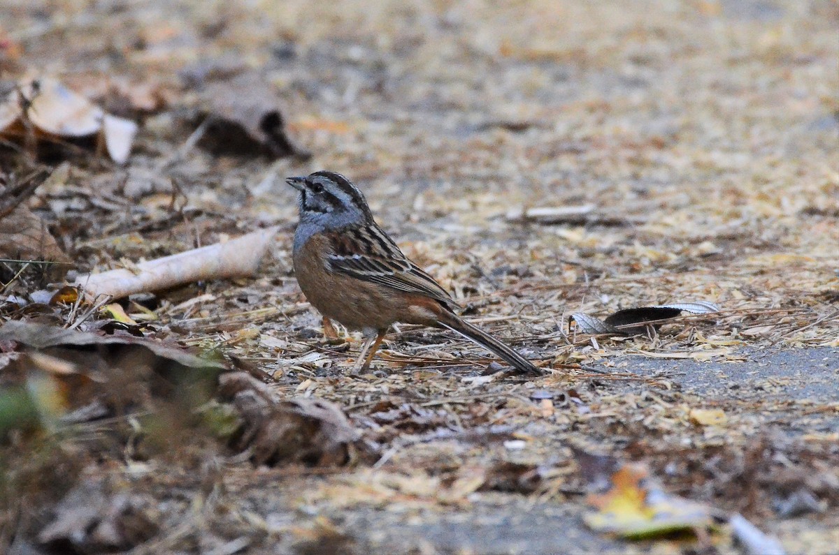 Godlewski's Bunting - ML520327961