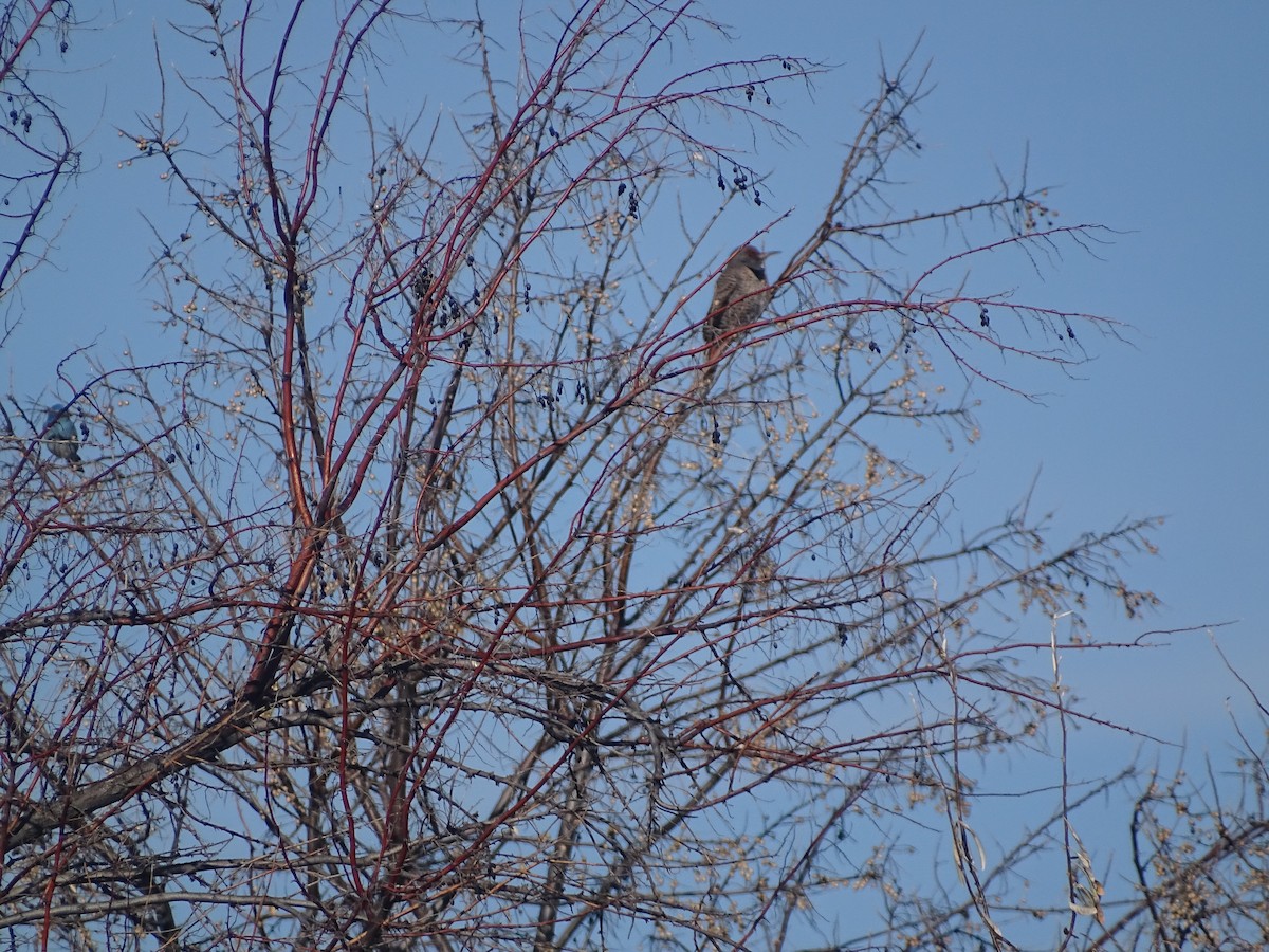 Northern Flicker - ML520328661