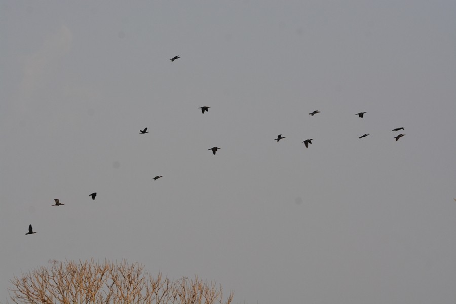 Little Cormorant - Mohandas Giriyappa