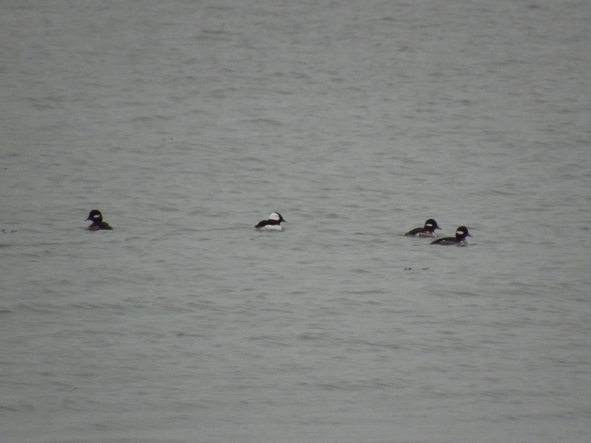 Bufflehead - Alyssa Gruda