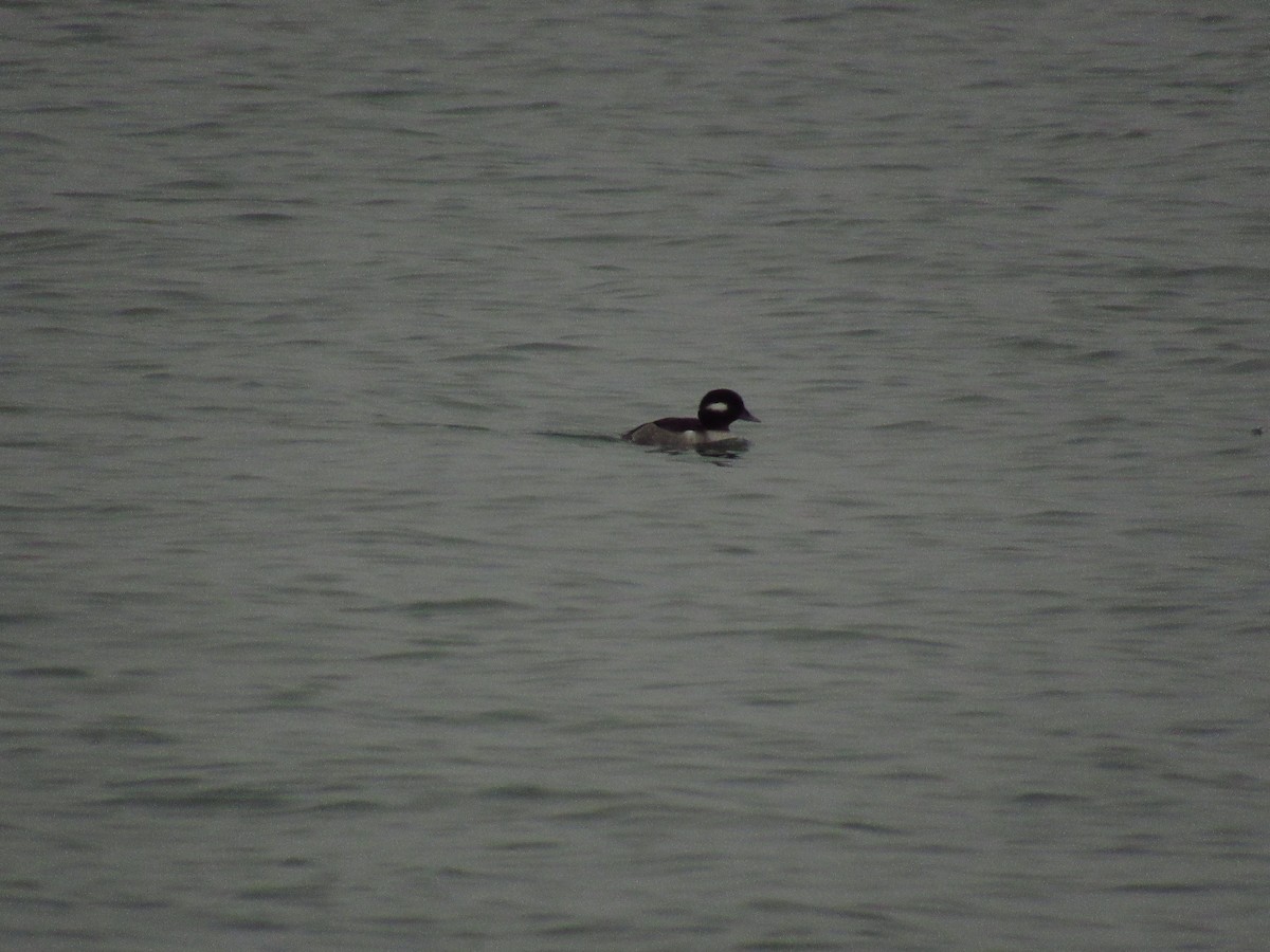 Bufflehead - Alyssa Gruda