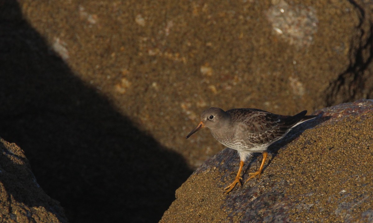 Purple Sandpiper - ML520329311