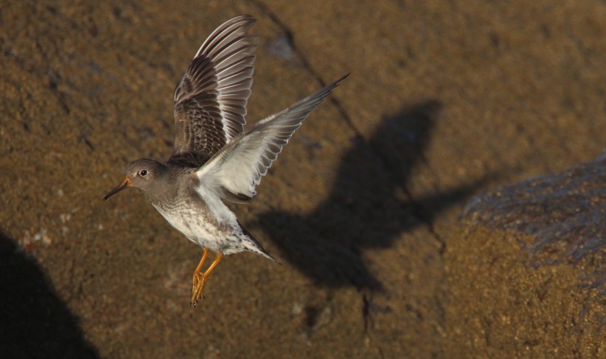 Purple Sandpiper - ML520329511