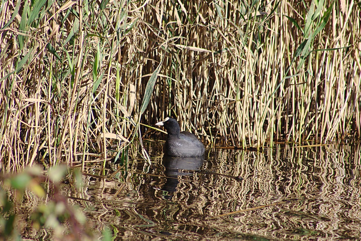 Eurasian Coot - ML520329741