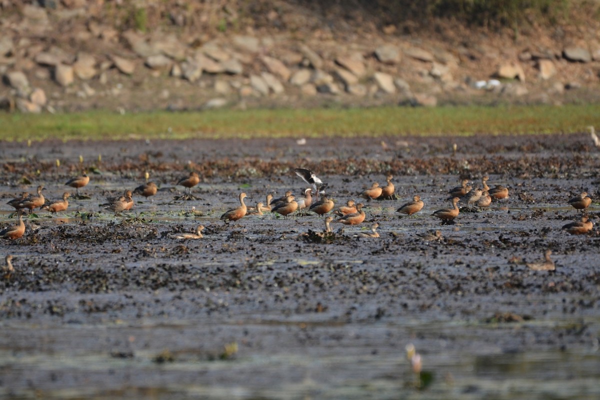 Lesser Whistling-Duck - Mohandas Giriyappa