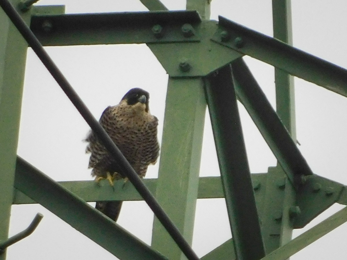 Peregrine Falcon - ML520330301