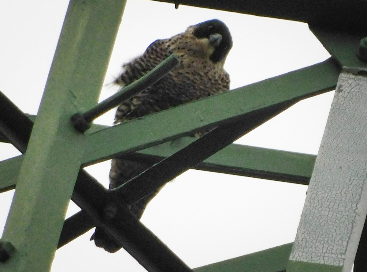 Peregrine Falcon - ML520330311