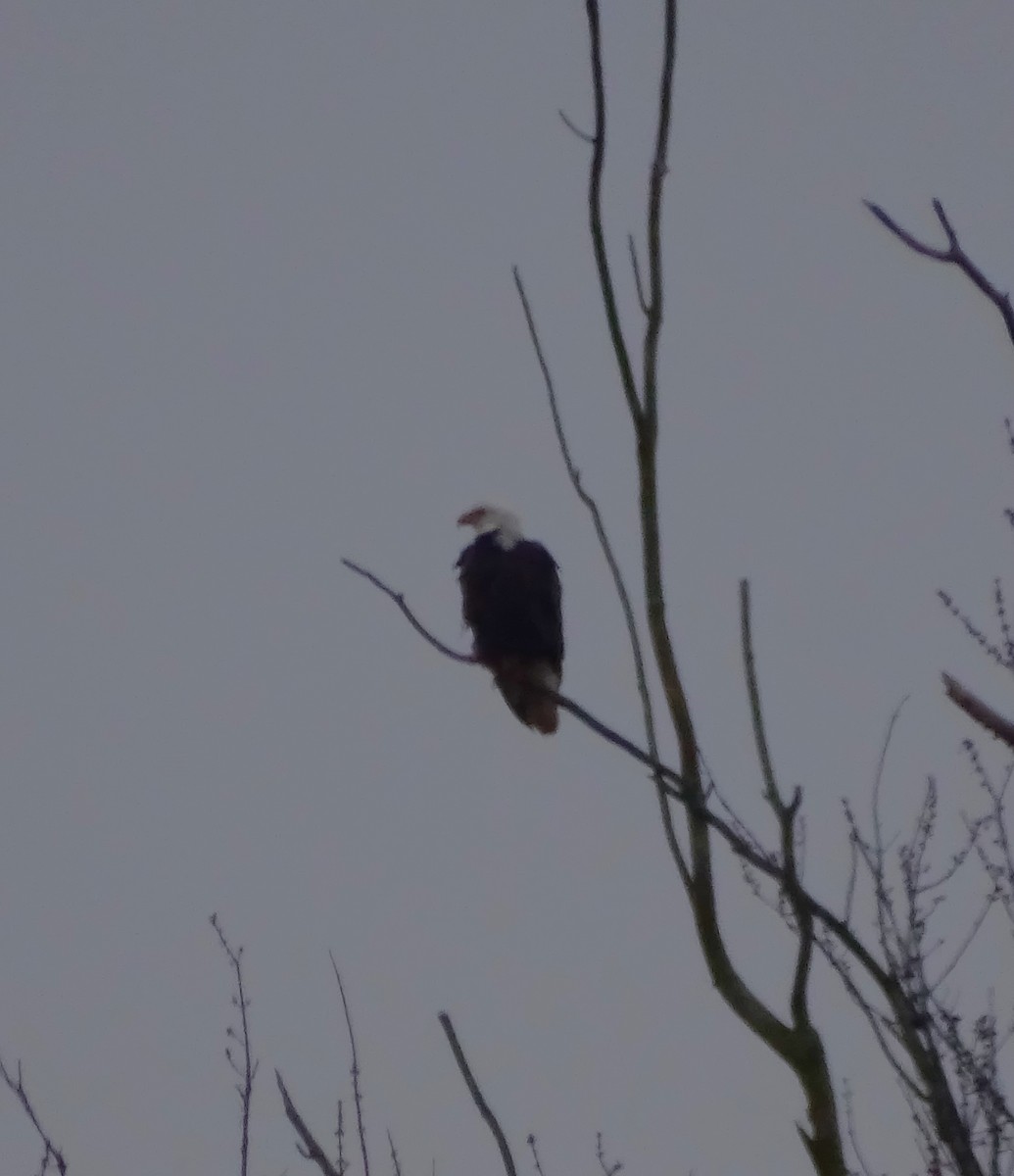 Bald Eagle - ML520330831