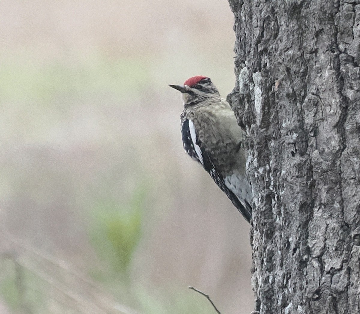 Yellow-bellied Sapsucker - ML520330841